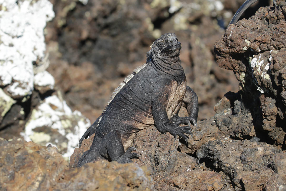 Iguana